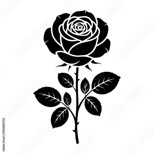 Black rose vector illustration isolated on transparent background