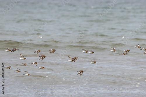Sanderling (Calidris alba), migratory shorebird common on sandy beaches worldwide