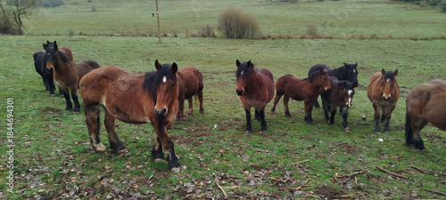 Fotografía Caballos salvajes percherones pastando en un prado verde en un día gris de invie