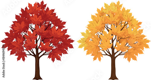 Two autumn maple trees isolated set with vibrant red and yellow foliage, perfect for fall season design, Thanksgiving background, outdoor nature, and seasonal vector illustration.