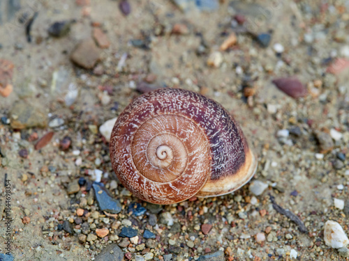 Fotografía Eobania vermiculata, the Chocolate-band Snail,