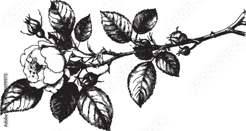 Botanical illustration of a rose flower with leaves and stems. Black and white vector illustration, perfect for decorative purposes.