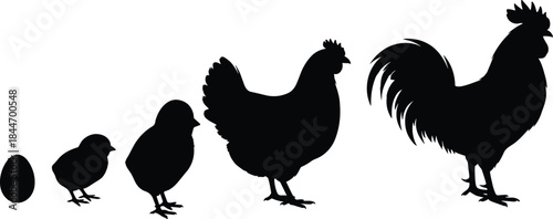 Chicken life cycle silhouettes, egg, chick, hen, rooster, growth, development, evolution, farming, poultry, agriculture, nature, animal, stages, isolated, white, background