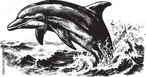 Dolphin leaping from ocean waves. Black and white vector illustration with a simple graphic style.