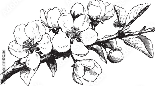Black and white flower illustration on branch with petals and leaves. Detailed botanical vector illustration showcasing blooming floral elements.