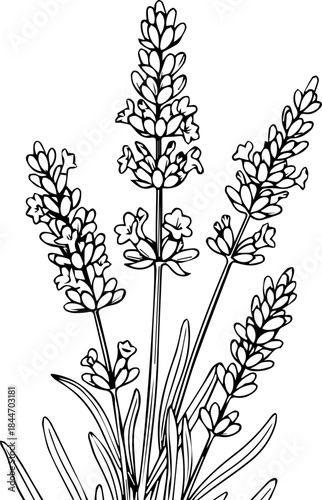 Elegant lavender botanical illustration for aromatherapy and spa designs, originally a scalable vector graphic, perfect for modern wellness brands
