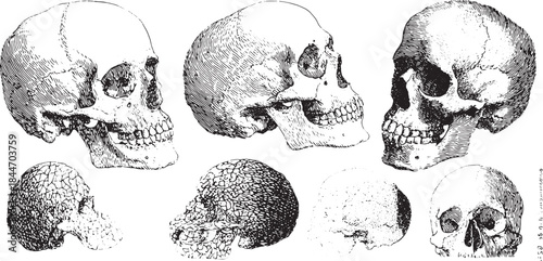Human skull anatomy illustrated in detailed vintage style. Realistic monochrome vector illustration for medical education and research set.