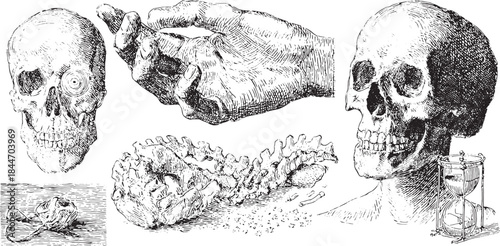 Anatomy study featuring a skull, hand, and spine in detailed vintage illustration. This medical vector set showcases human anatomical elements.