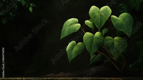 Close up of organic sweet potato vines showing broad leaves
