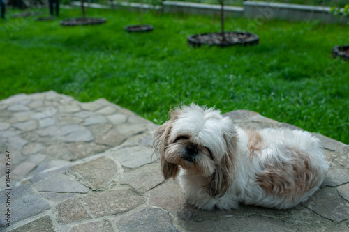 A Lhasa Apso dog is resting outdoors.