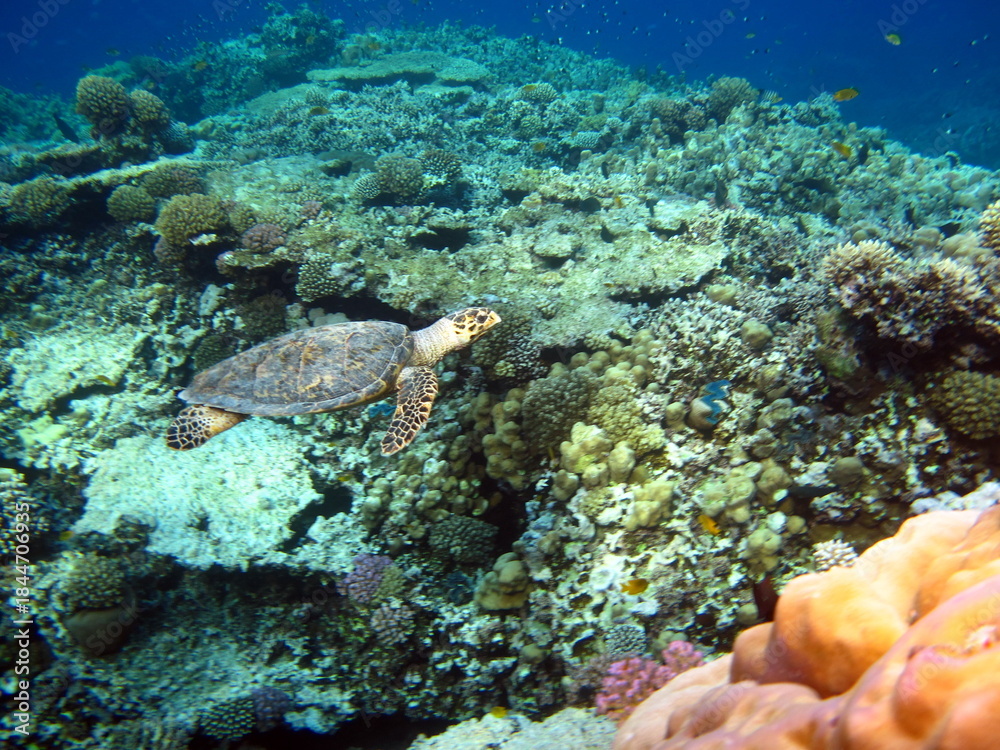 Obraz premium Hawksbill sea turtle (CR species) Hawksbill Turtle - Eretmochelys imbricata.