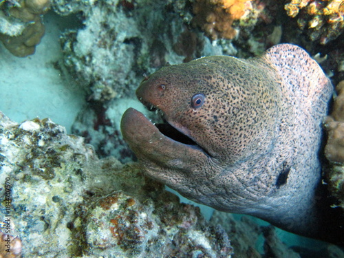 Tableau sur toile The Giant Moray Eel is the largest & most common of the Moray Eels in the Indo-Pacific region
