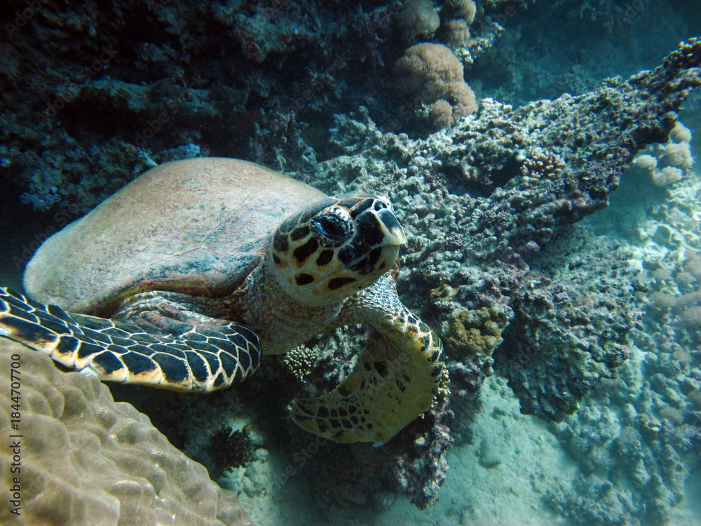 Obraz premium Hawksbill sea turtle (CR species) Hawksbill Turtle - Eretmochelys imbricata. 