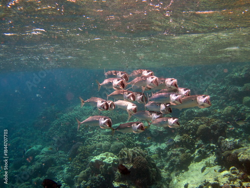 Fish are a type of bony fish Osteichthyes. Mackerel (Scombridae). South Asian mackerel.
Indian Mackerel .