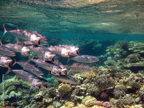 Fish are a type of bony fish Osteichthyes. Mackerel (Scombridae). South Asian mackerel.
Indian Mackerel .