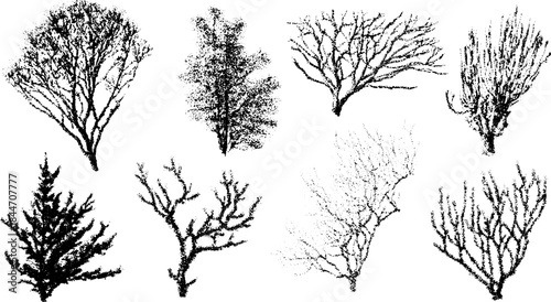 Collection of tree silhouettes in vintage engraving style. Black line drawings create a botanical vector illustration set.