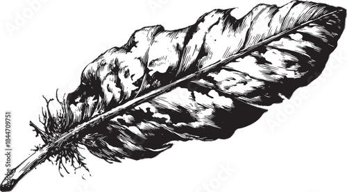 Botanical leaf in detailed black and white illustration style. Simple and elegant vector illustration, isolated on a plain background.