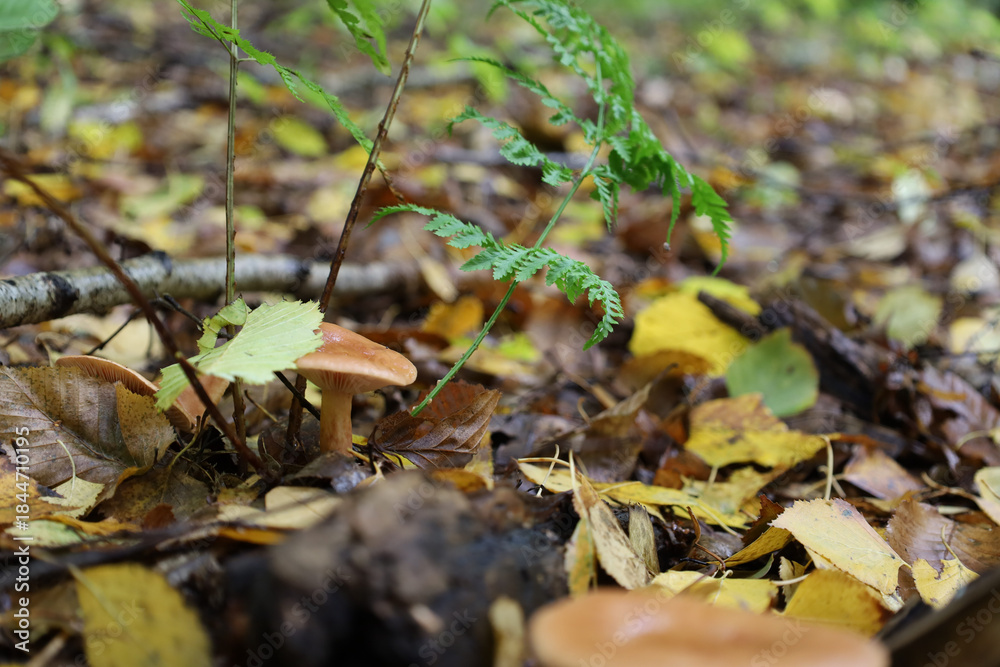 Fototapeta premium A close-up of the forest floor, predominantly covered with yellow and brown fallen leaves. In the center of the composition, a small mushroom with a reddish-brown cap grows alongside a green fern fron
