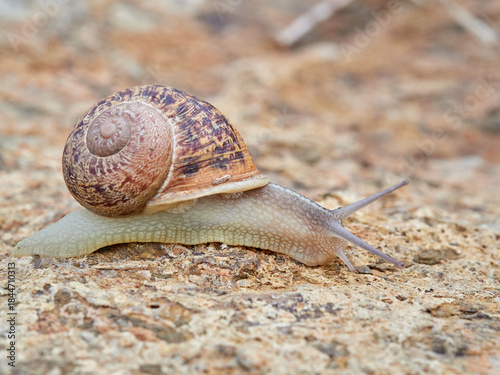 Cuadro en lienzo Cornu aspersum, the common garden snail.