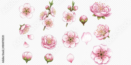 Beautiful watercolor set of pink cherry blossom flowers, buds, and petals on transparent background.