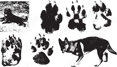 Dog paw prints and a dog portrait vector illustration. Black and white artwork in a set for outdoor-themed graphics.