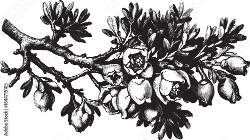 Vintage botanical illustration of flowers and leaves in black and white. Detailed vector graphic of a branch, suitable for decorative artwork.