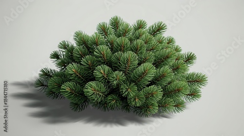 Pine Tree Top View Isolated on Neutral Background