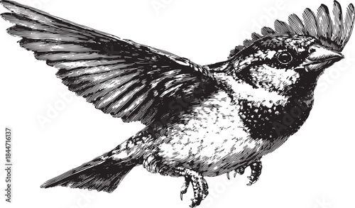 Sparrow in flight, detailed black and white vector illustration. Elegant art showcasing intricate feather designs.