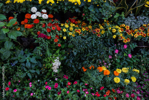 Φωτογραφία Colorful potted flowering plants on tiered display at outdoor plant nursery, vib