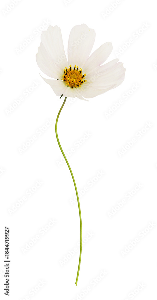 Obraz premium White cosmos flowers with waved stem isolated on white or transparent background