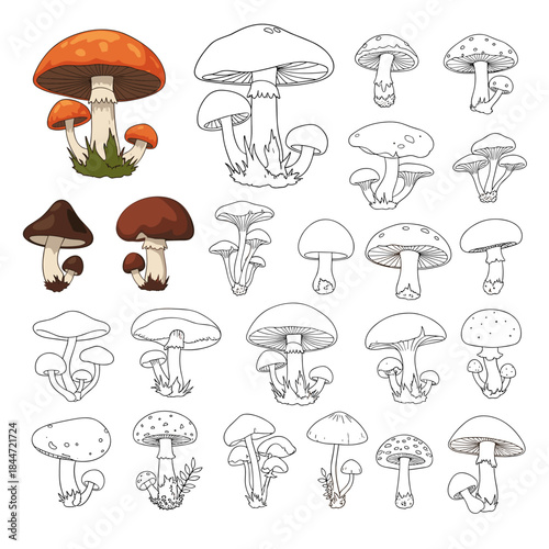 Colorful and line art illustrations of a diverse collection of mushrooms arranged in a grid showing different shapes sizes and cap textures for botanical study.