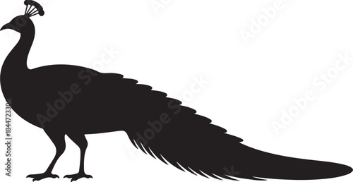 Elegant peacock bird Silhouette vector illustration with long tail feathers