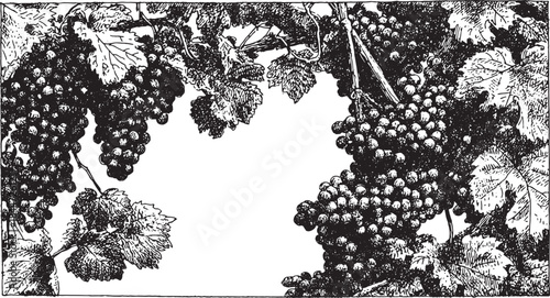 Grapes and vines illustrated in a detailed black and white style. This vector illustration features botanical elements and a classic design.