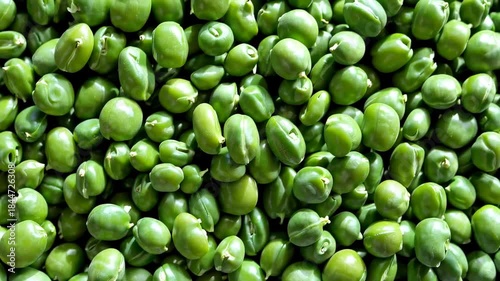 Harvesting green peas in abundance organic farm food natural