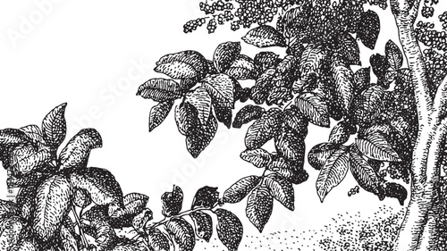 Leaves and branches illustrated in a black and white vector illustration. This botanical artwork features fine details and clean lines, suitable for a set.