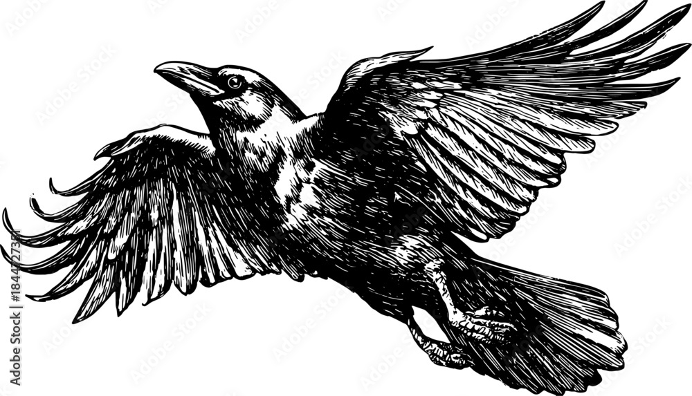 Obraz premium Raven with spread wings in monochrome. Vector illustration with detailed line engraving and realistic texture.