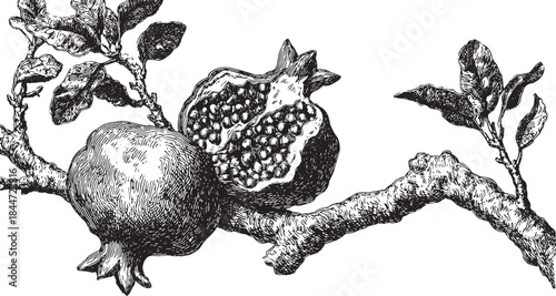 Pomegranate fruit on a branch with detailed leaves. A vintage vector illustration capturing natural beauty and elegance.