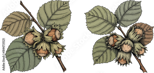 Hazelnut Branch With Leaves Vintage Botanical Etching Style Vector Illustration Set Isolated On White