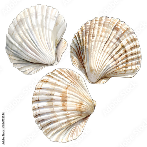 Three Natural Seashells Vector Illustration, Scallop Shells Collection, Marine Life Ocean Element
