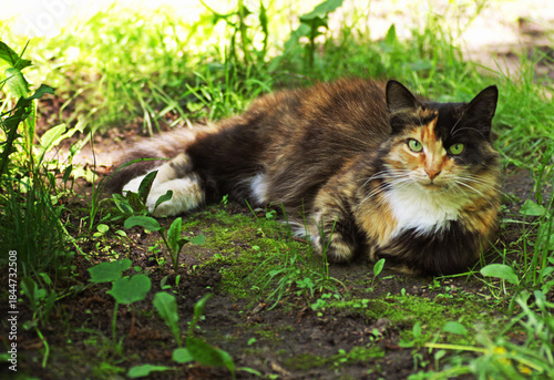  Cat with a tricolor coat color lies among the thick green grass.