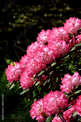 Rhododendronblüte im botanischen Garten Christiansberg