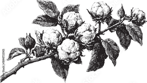 Illustration of a cotton plant branch with blooming flowers and leaves in a vintage style. This black and white vector artwork emphasizes botanical detail.