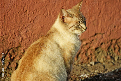 Cat sitting with eyes closed.