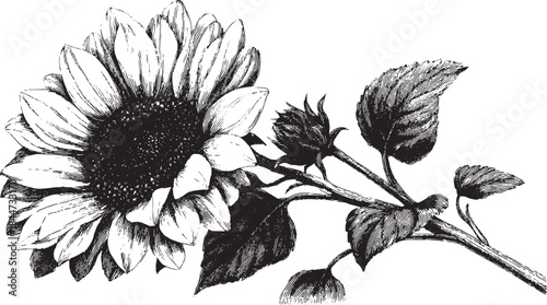 Sunflower botanical illustration with detailed leaves and branch. Vintage black and white vector set showcasing the beauty of flora.