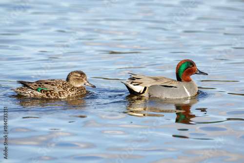 Green-winged teal
