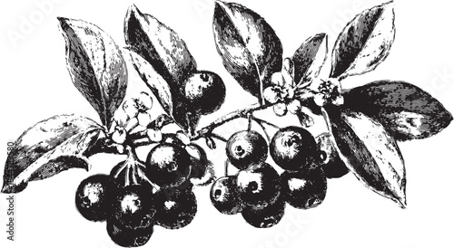 Berry branch vector illustration. Vintage black and white drawing of leaves and fruit. Detailed botanical artwork.