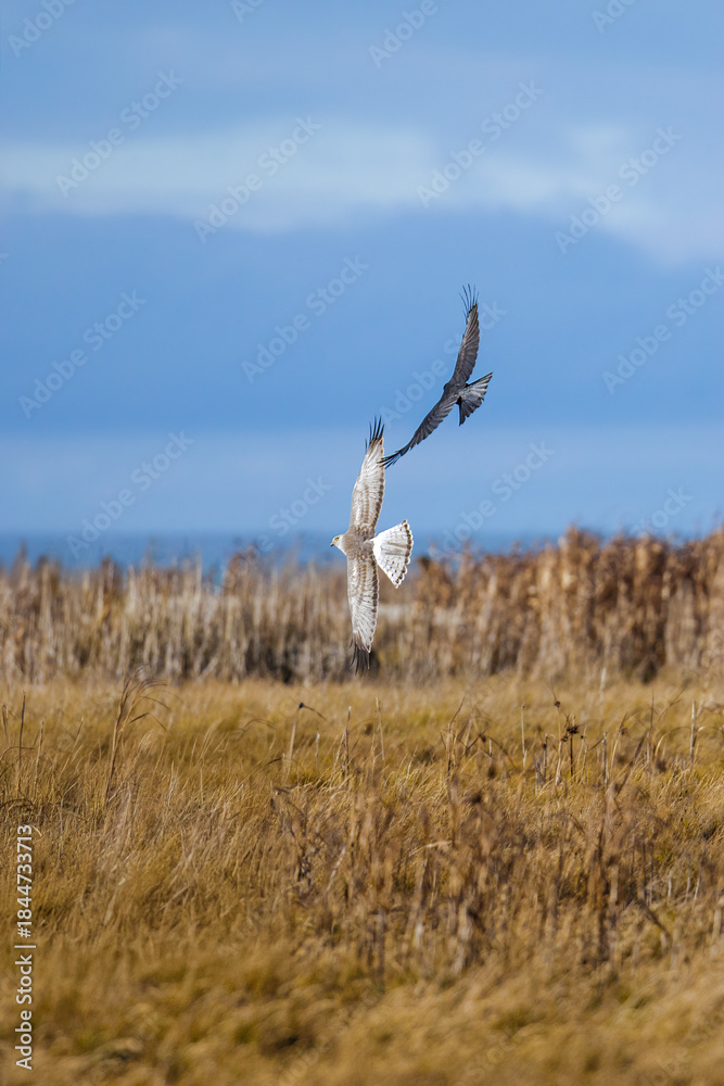Fototapeta premium Northern harrier bird