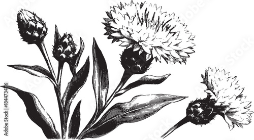Botanical illustration of flowers in black and white. Detailed vector artwork showcasing petals and leaves in a minimalistic set.