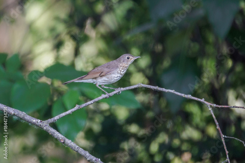  Swainson's Thrush bird