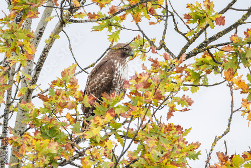Red-tailed hawk bird